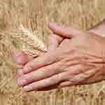 Wheat Harvest Sml
