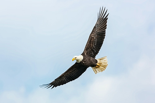 save a prayer eagles