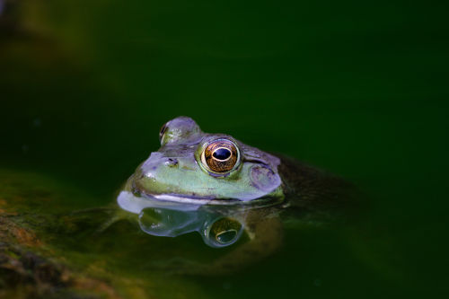 frog in water